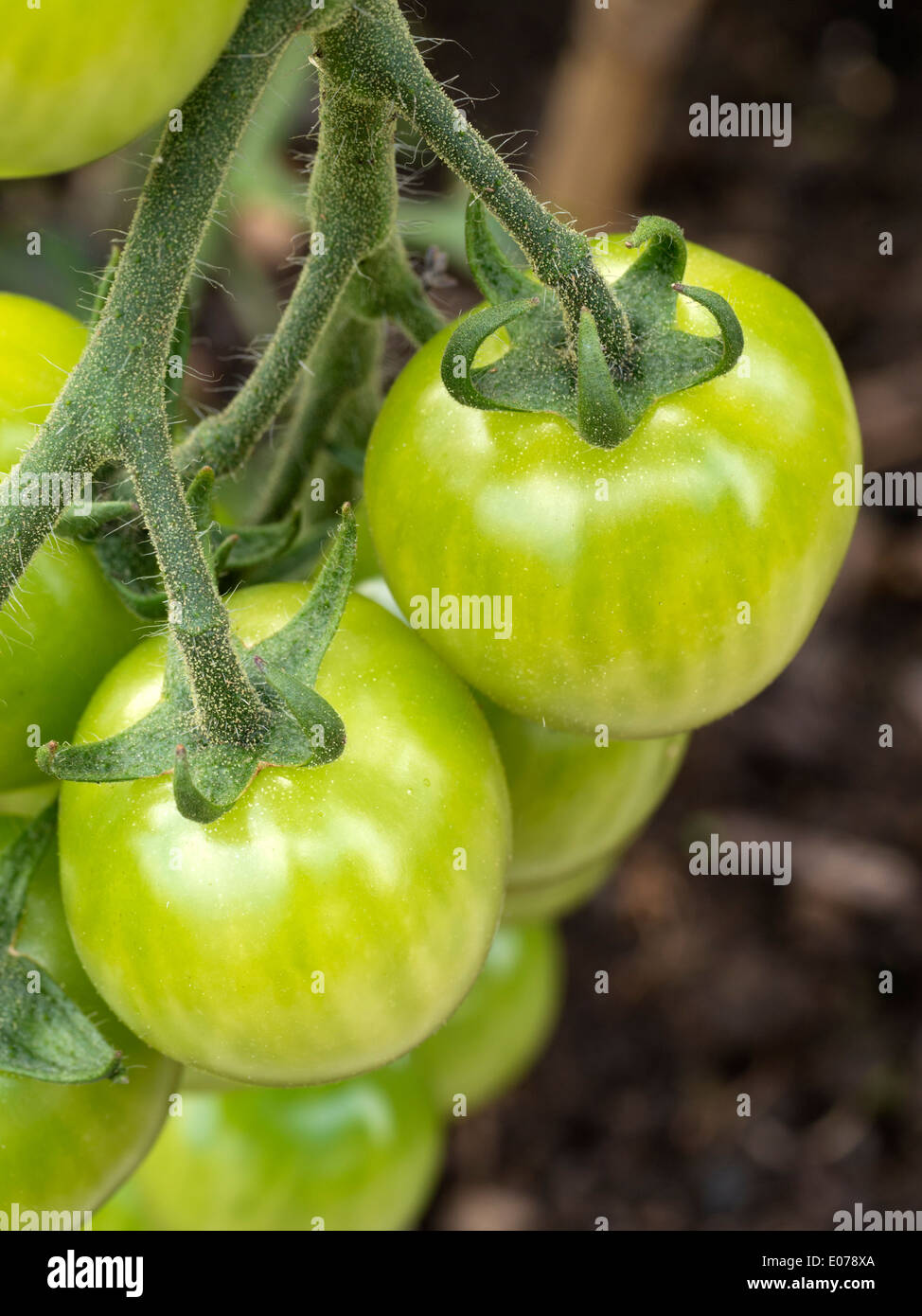 Unripe green cherry tomatoes ripening / growing on vine Stock Photo