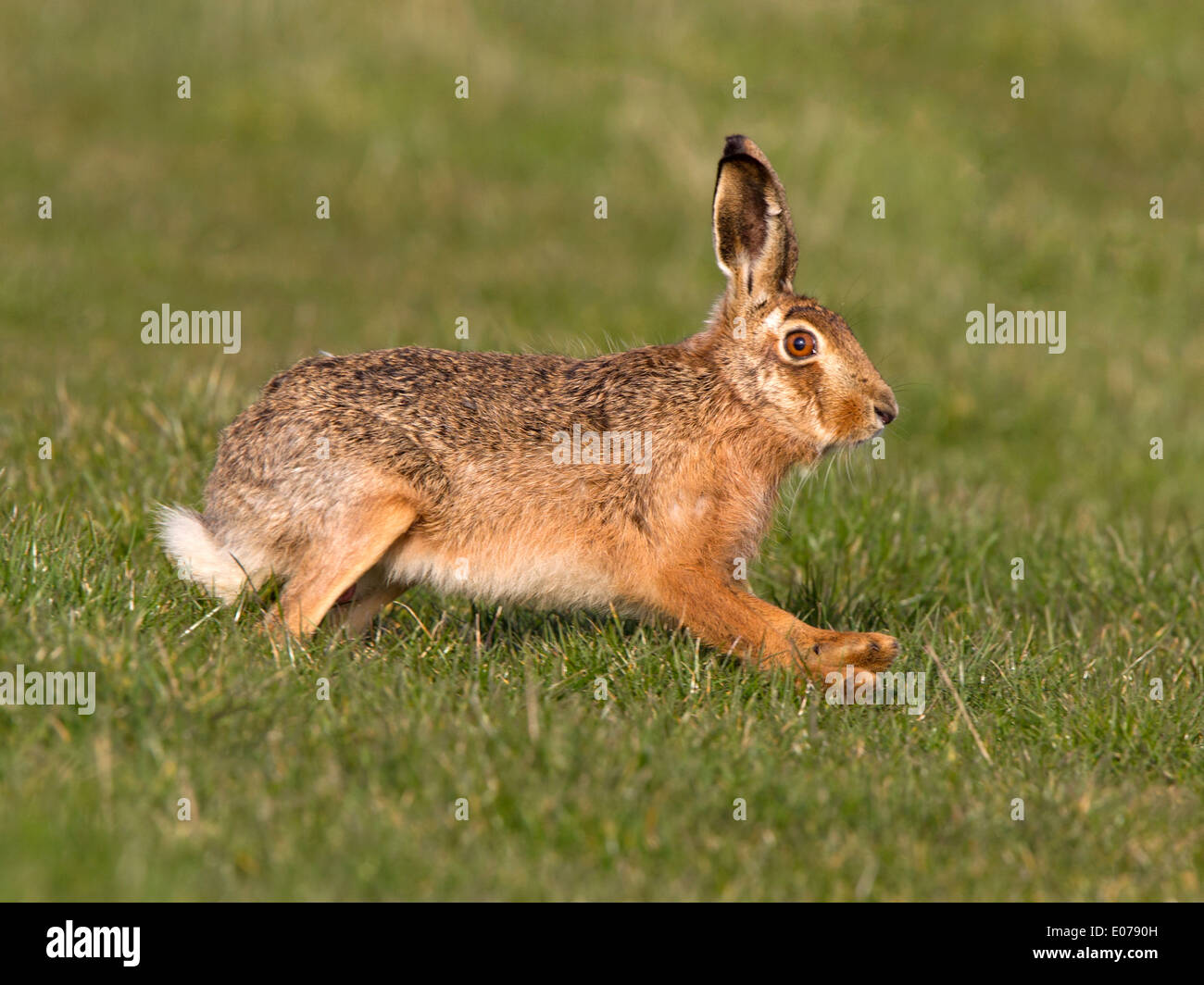 European Brown Hare Running Stock Photo Alamy