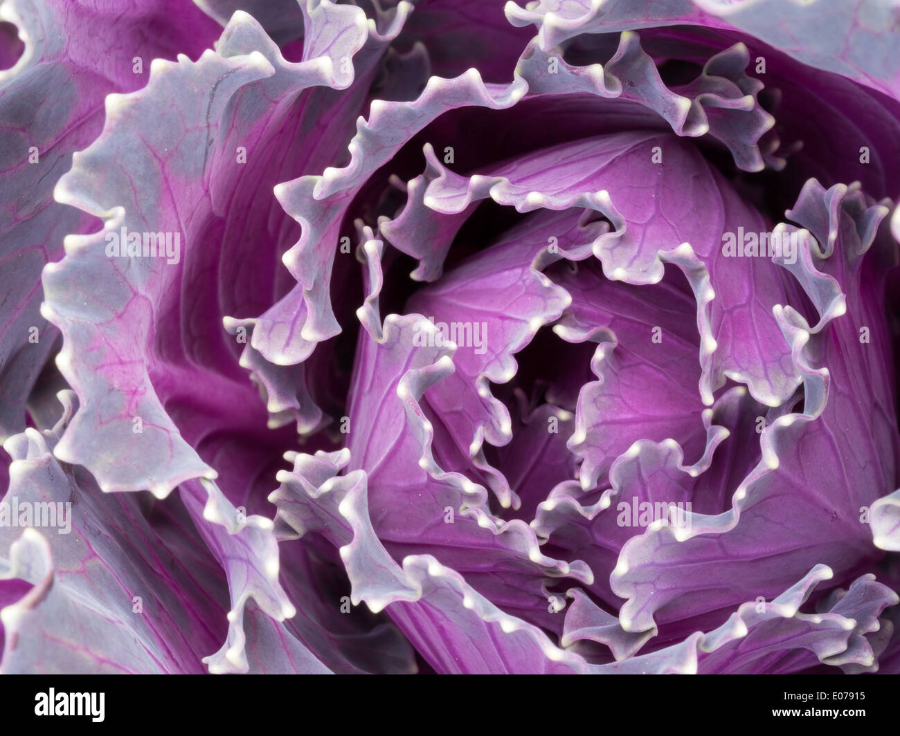 Closeup of ornamental kale cabbage brassica leaves Stock Photo