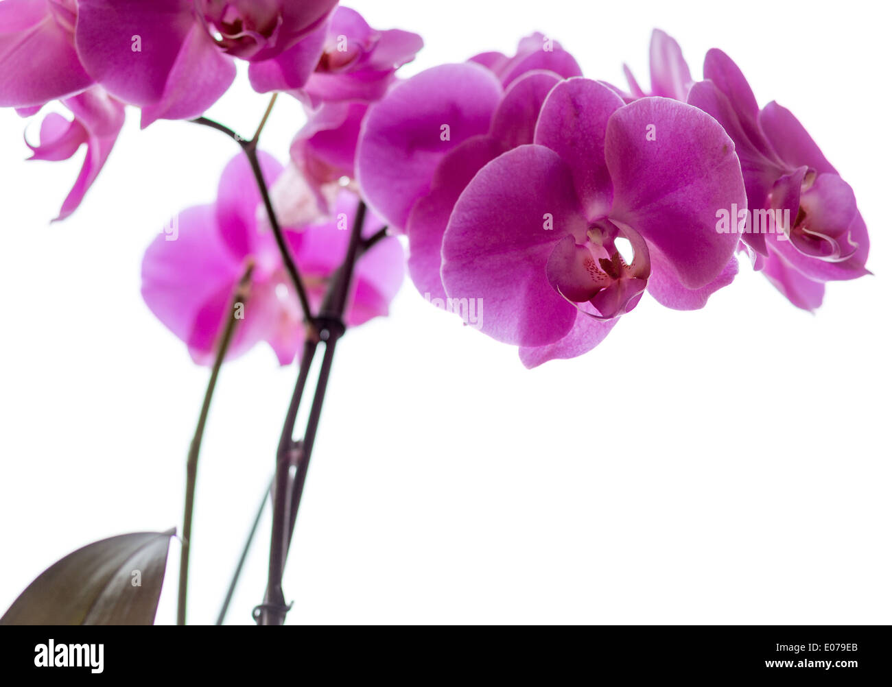 Orchid family, is the largest family of the flowering plants (Angiospermae). Its name is derived from the genus Orchis. Stock Photo