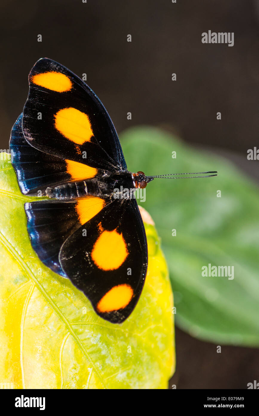 A male Grecian Shoemaker butterfly at rest Stock Photo