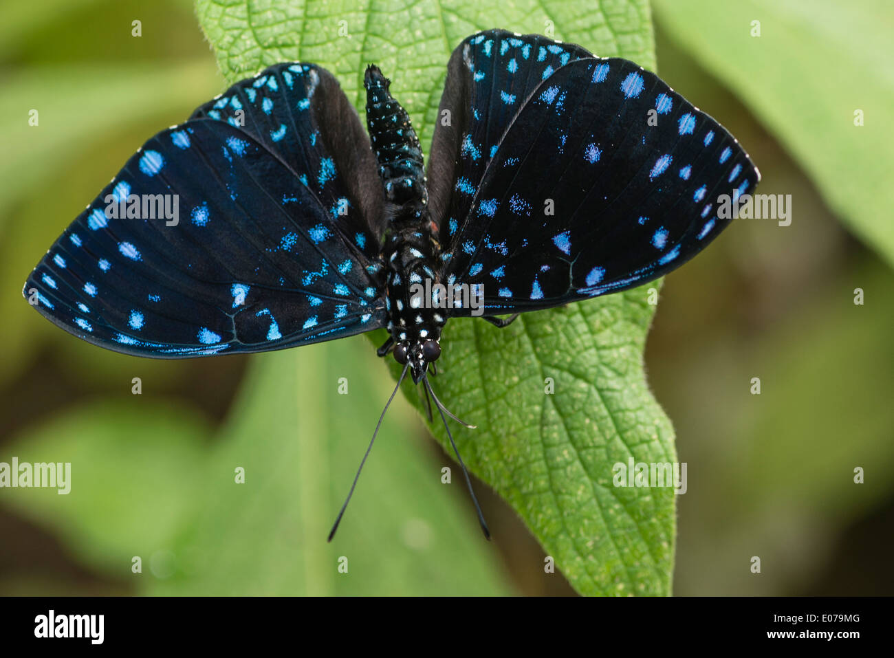 A male Starry Cracker butterfly at rest Stock Photo Alamy