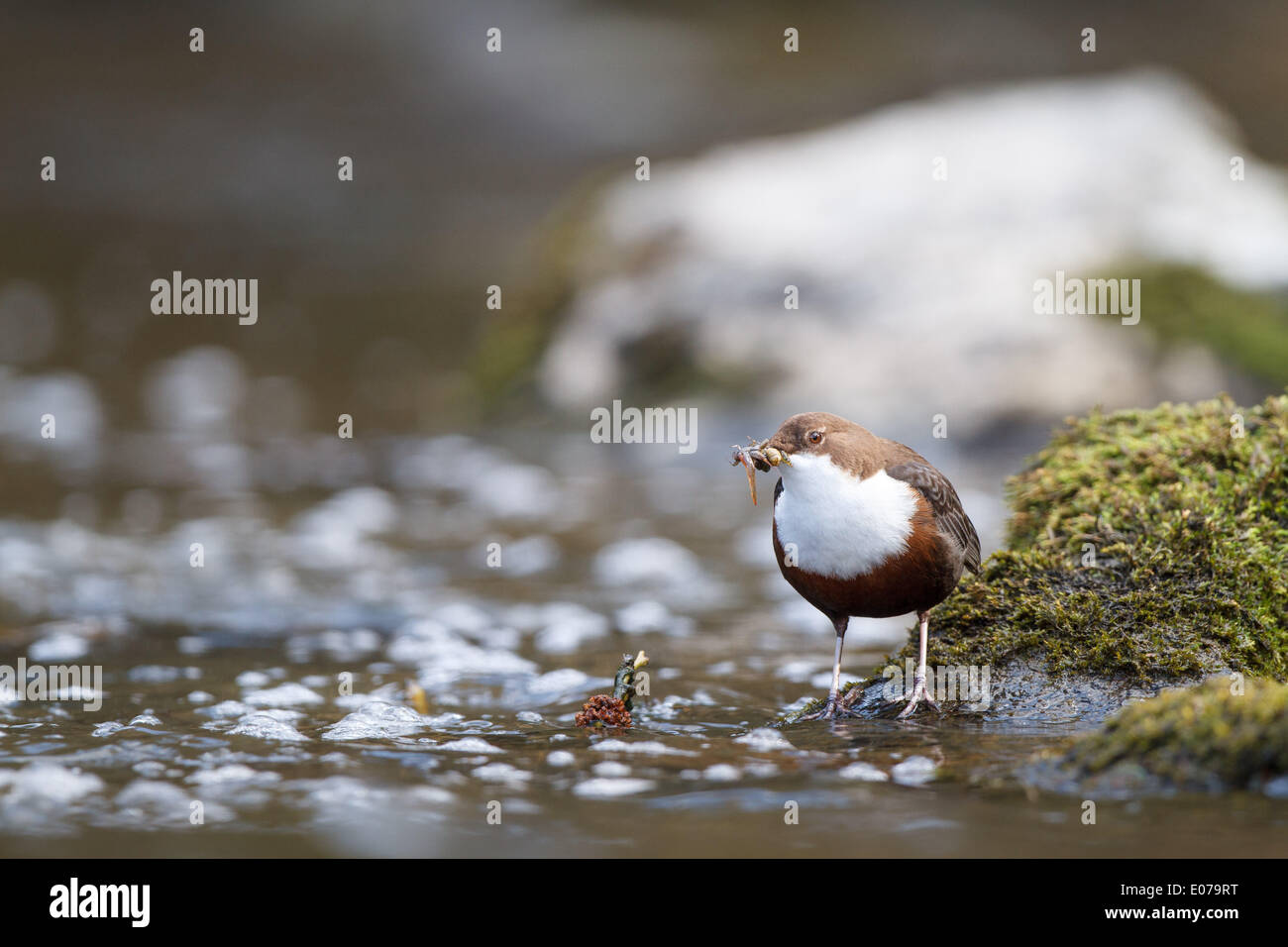 A Dipper or Eurasian dippers (Cinclus cinclus) sits at a creek and has