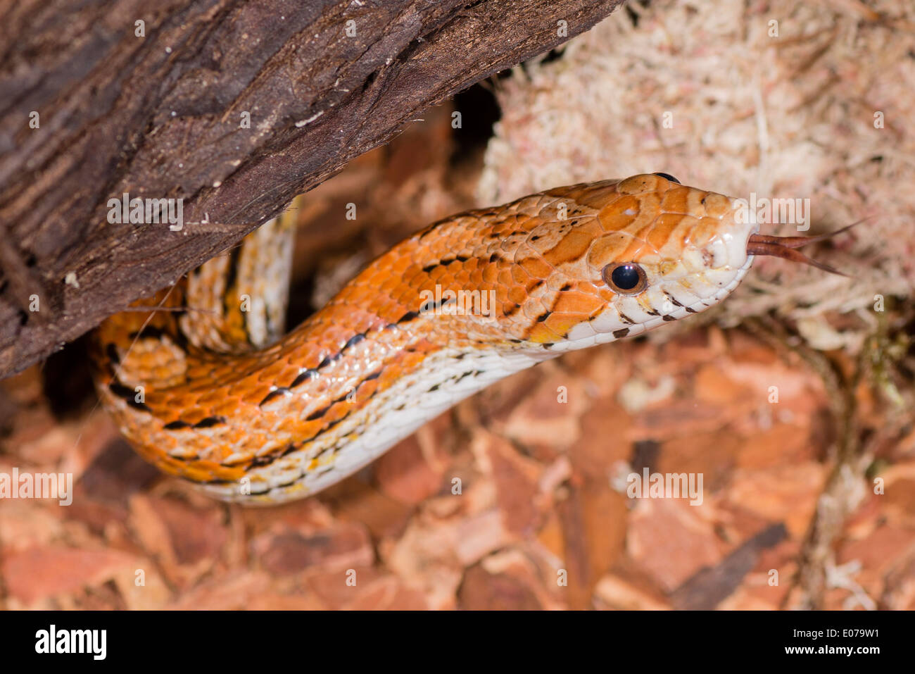 A Red Corn Snake smelling for food Stock Photo