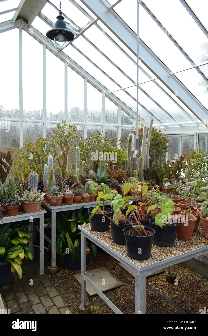Interior of a large garden greenhouse Stock Photo - Alamy