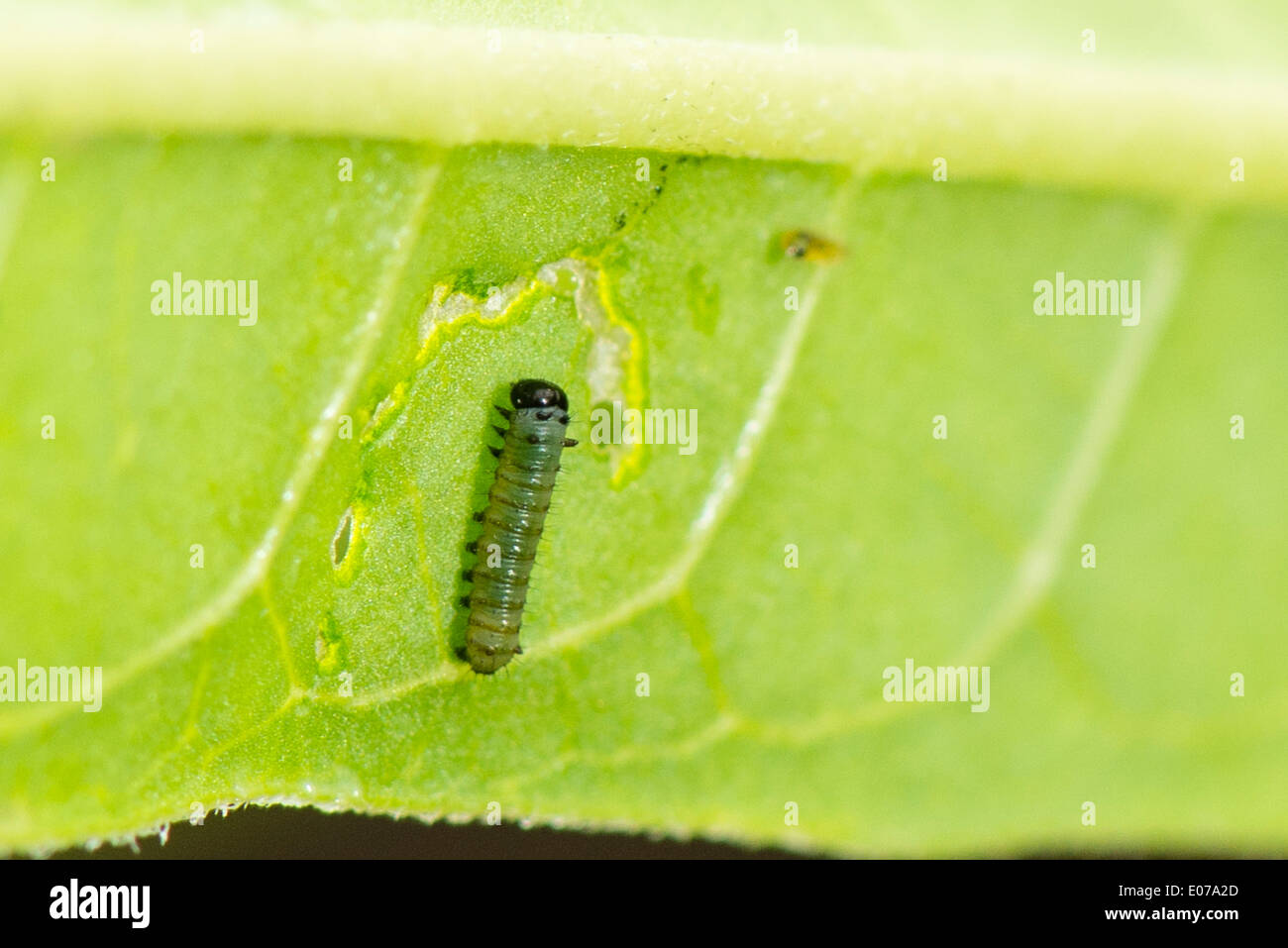 A young larva of the Monarch butterfly Stock Photo Alamy