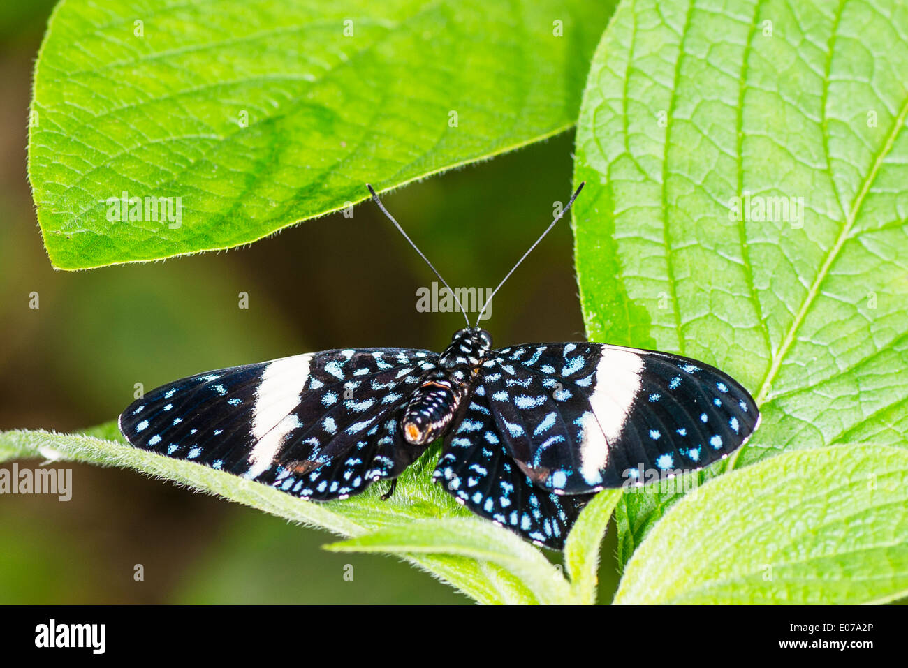 A female Starry Cracker butterfly at rest Stock Photo Alamy