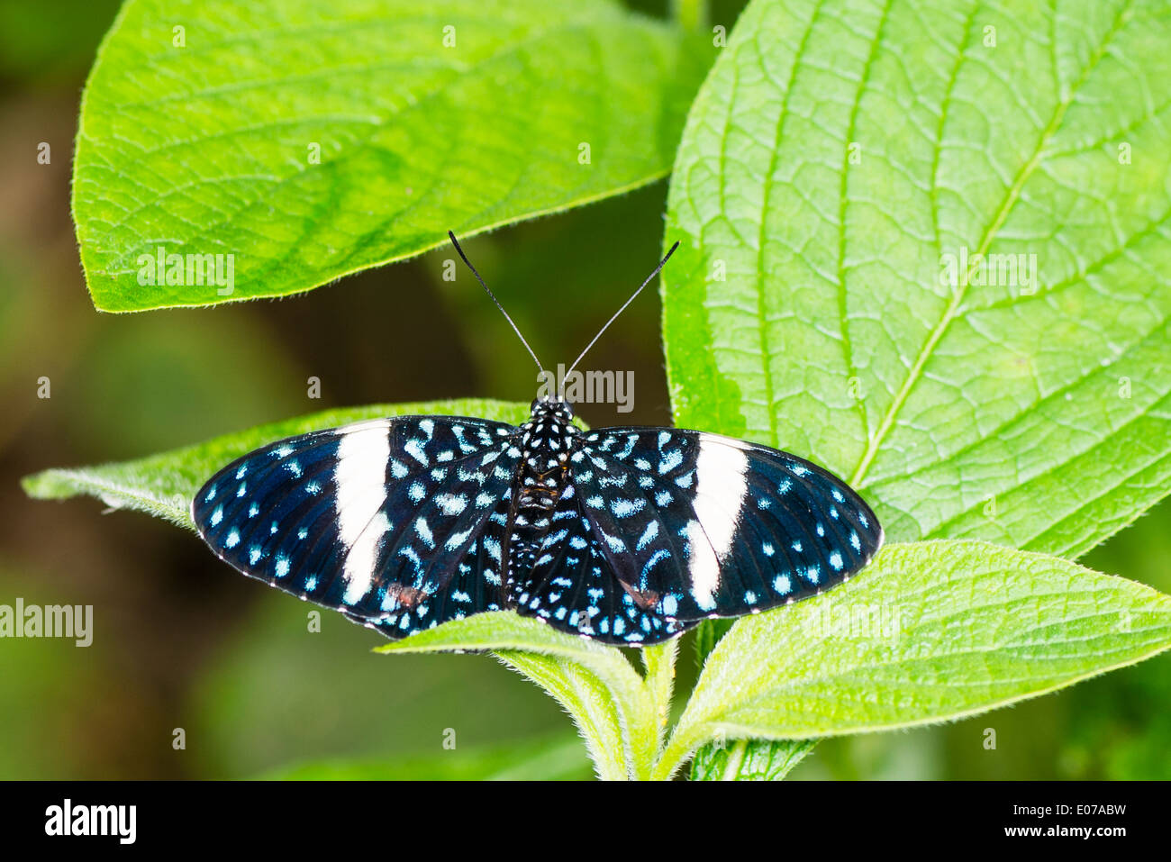Starry night cracker butterfly hires stock photography and images Alamy