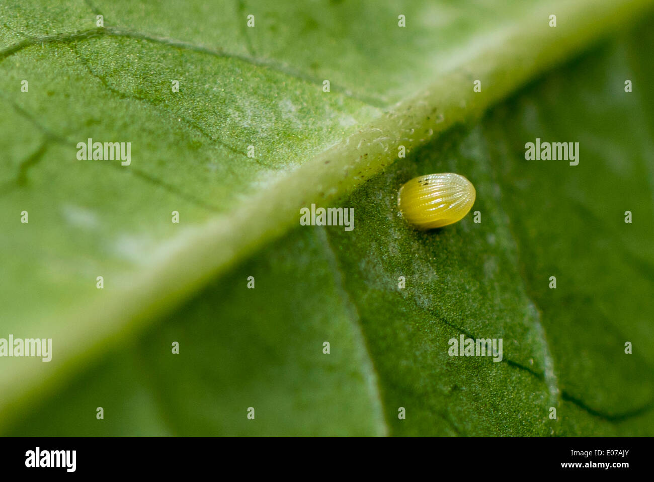 An egg of the Monarch butterfly Stock Photo