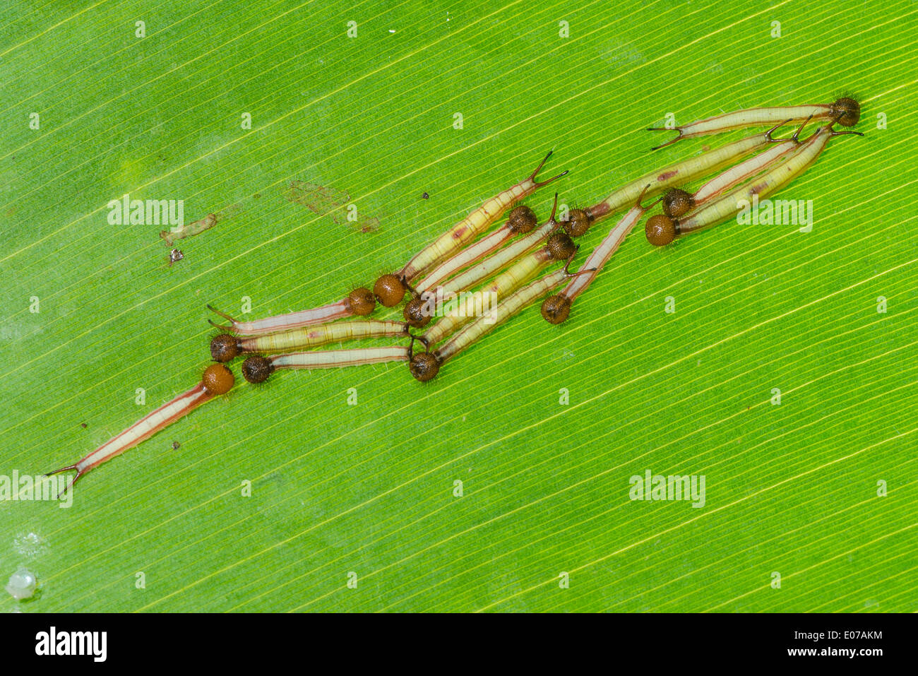 Larvae caterpillar hi-res stock photography and images - Alamy