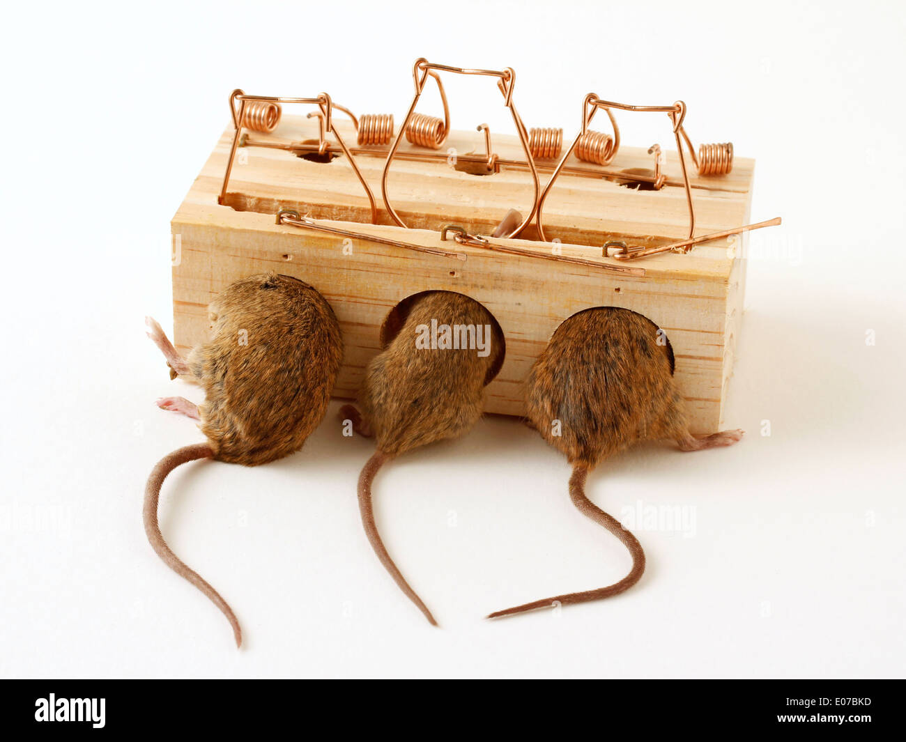 Large Mouse Trap Stock Photo - Download Image Now - Coiled