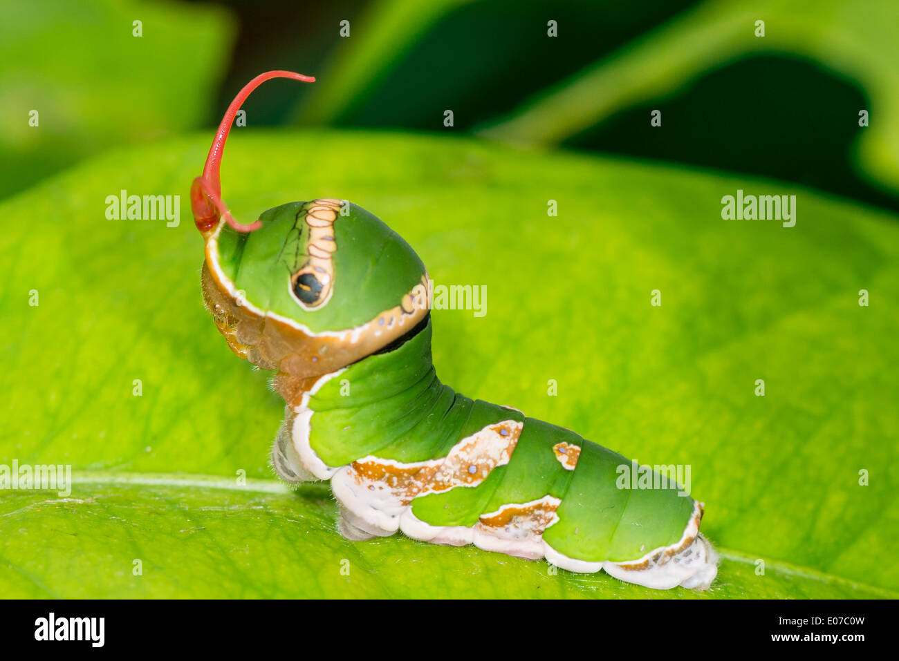 A larva of the Great Yellow Mormon butterfly Stock Photo