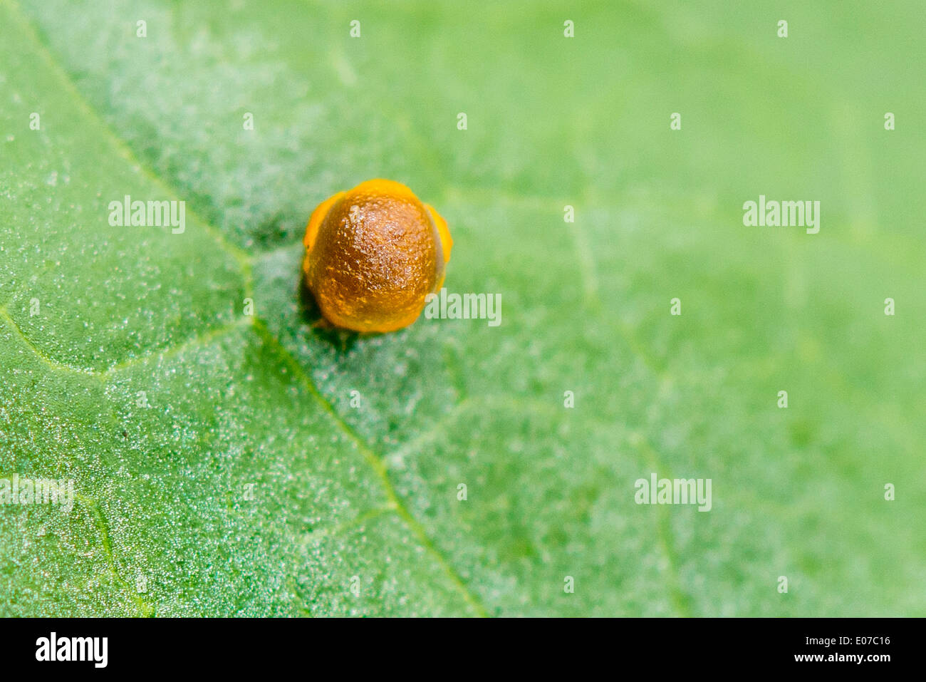 Swallowtail butterfly egg hires stock photography and images Alamy