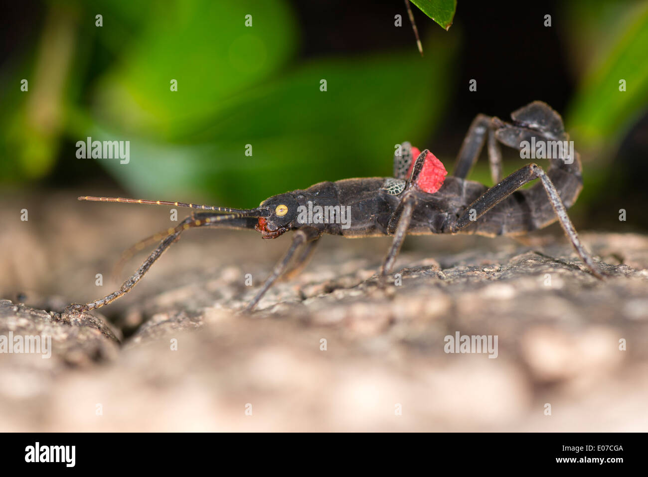 A Peruvian Black Stick insect Stock Photo