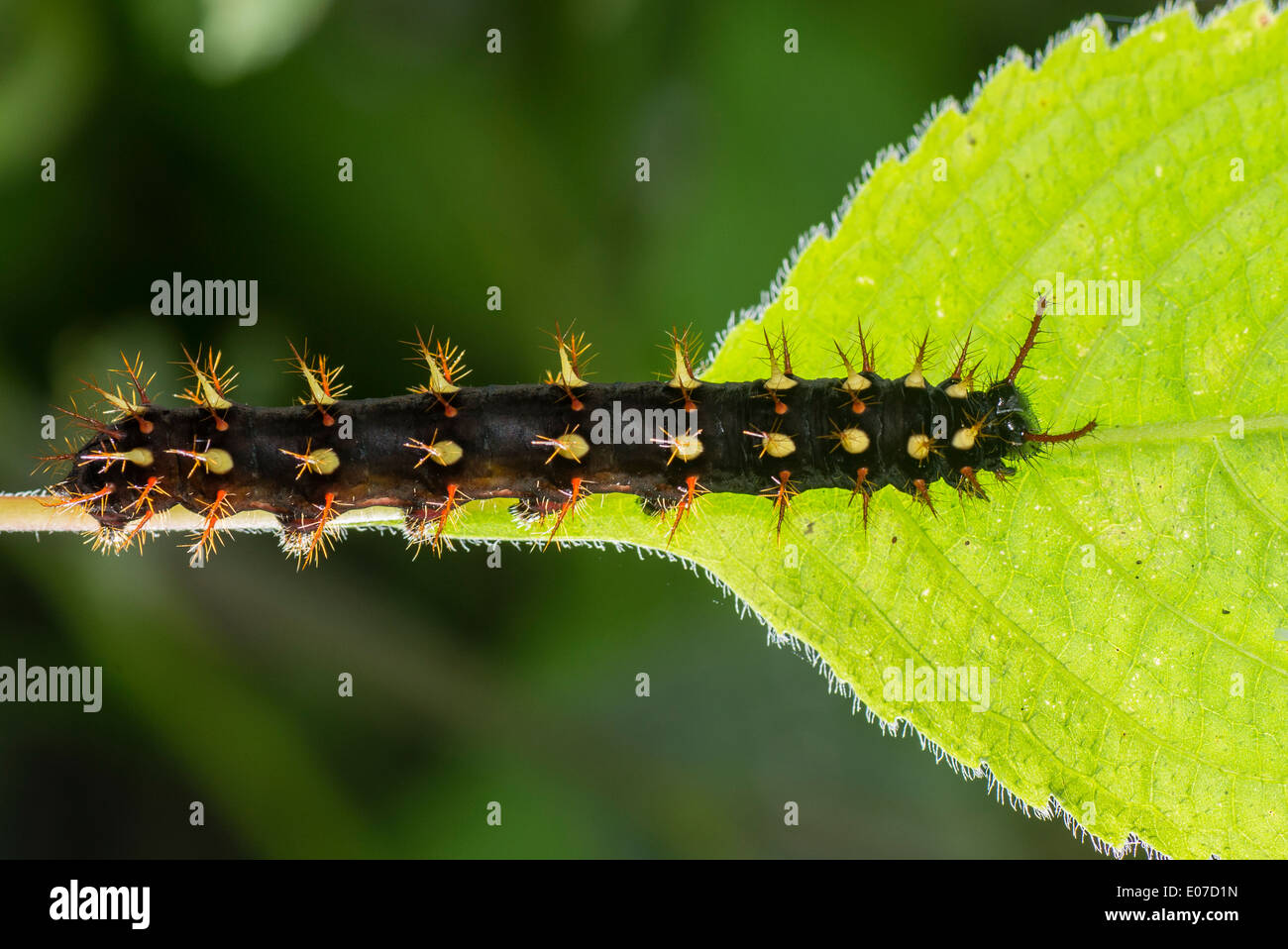 A larva of the Rusty-tipped Page butterfly Stock Photo