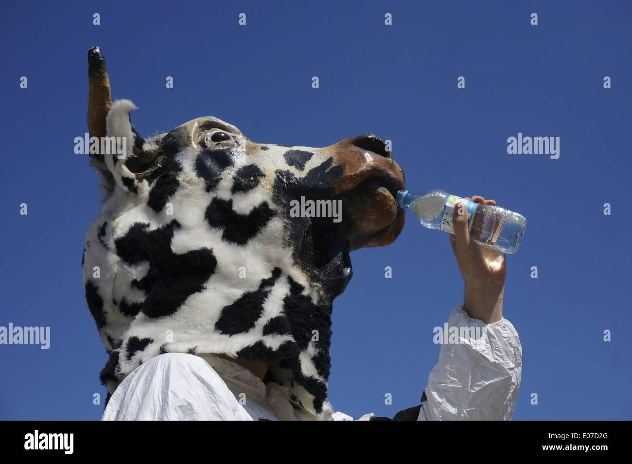 Berlin, Germany. 20th July, 2013. A protester dressed as a cow drinks from a water bottle at the Veggie Parade at Pariser Platz in Berlin, Germany, 20 July 2013. The Veggie Parade is a demonstration of vegans against the consumption of animal products. Fotoarchiv für Zeitgeschichte - NO WIRE SERVICE/dpa/Alamy Live News Stock Photo
