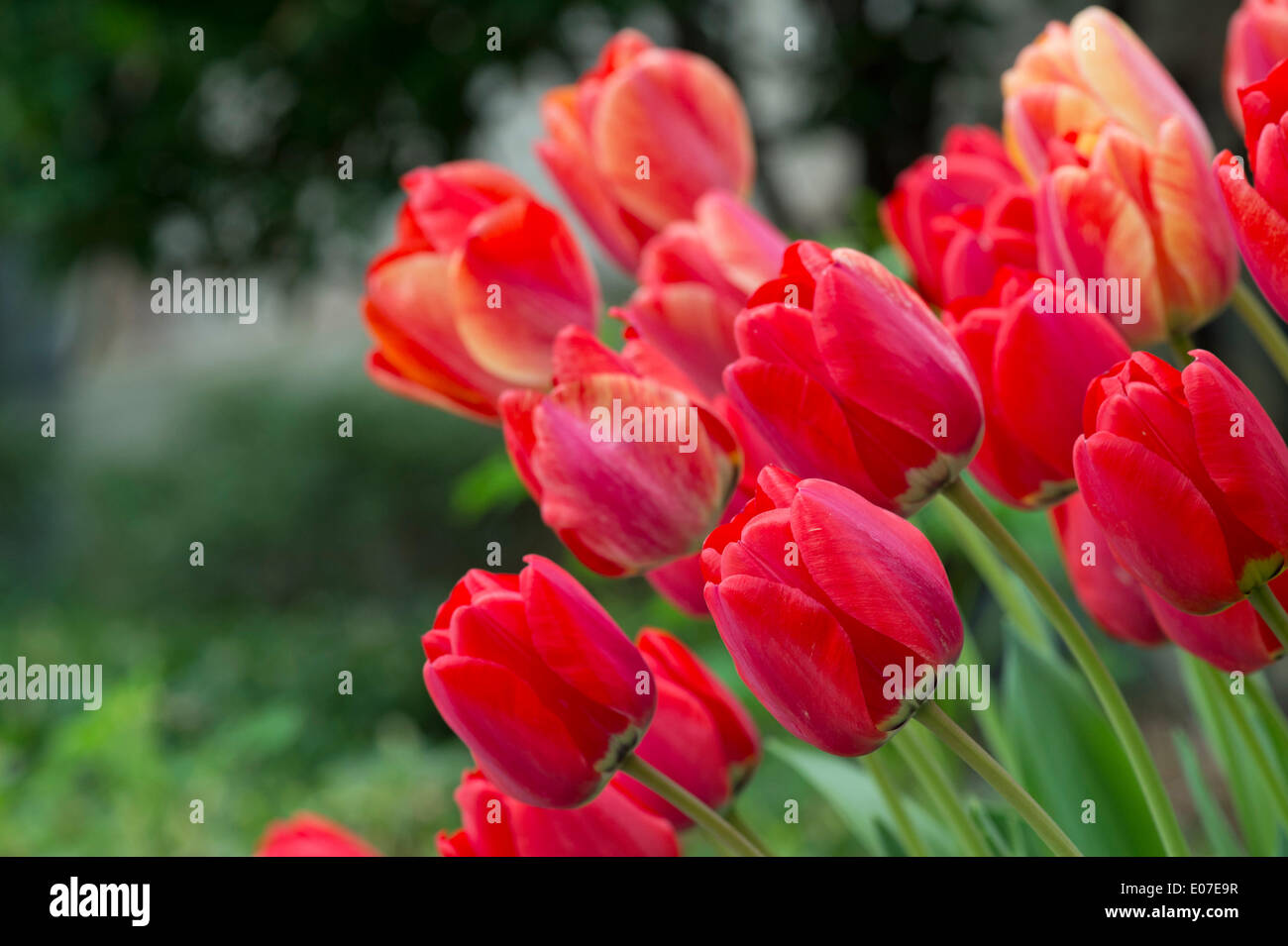 May 4, 2014 Hempstead, New York, U.S. The 31st Annual Dutch
