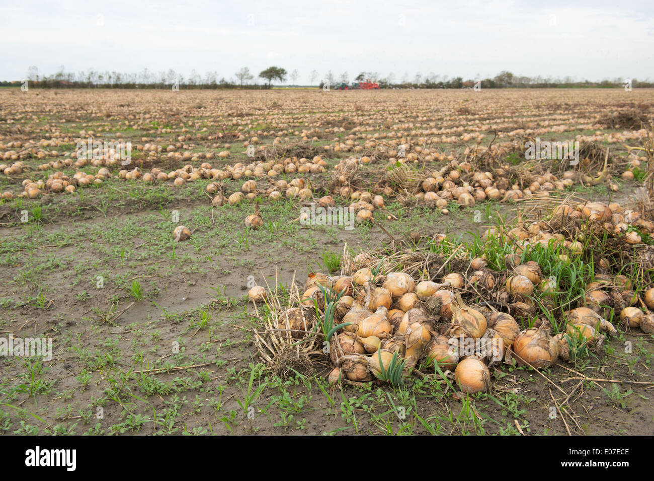 Tractor harvesting onions hi-res stock photography and images - Alamy
