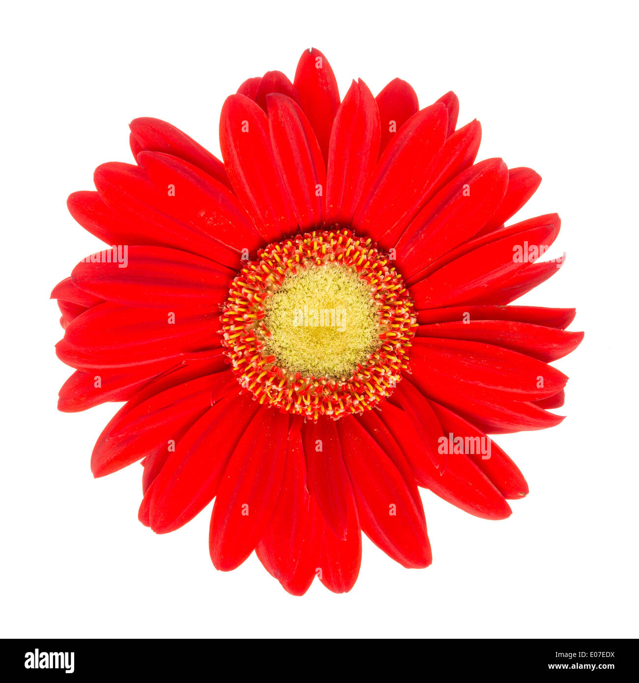 Closeup view of a red daisy isolated on white Stock Photo