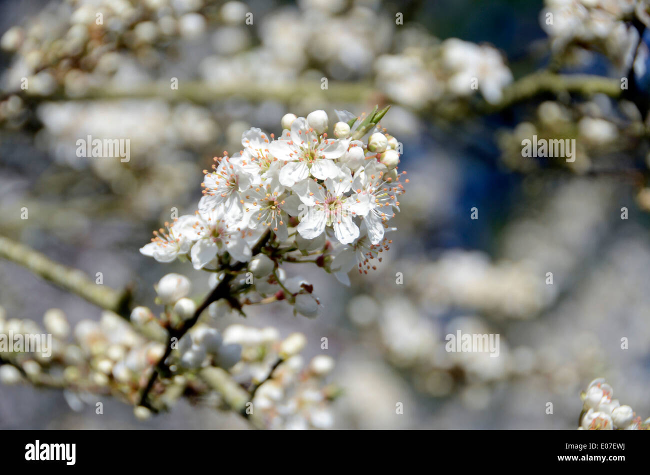 Spring blossom on cherry trees in south of England. UK Stock Photo Alamy