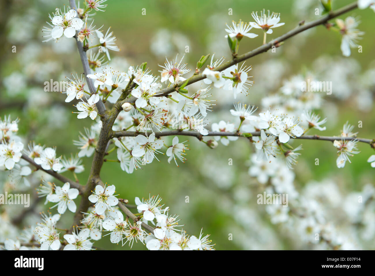Prunus Spinosa Flower