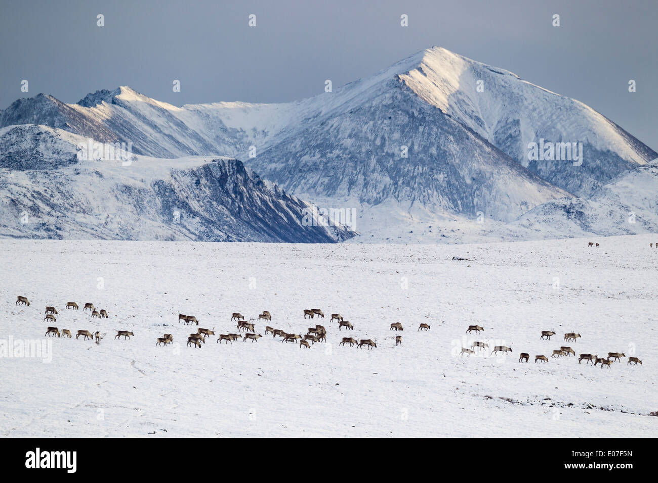 Caribou Rangifer tarandus, herd crossing snow fields, Dalton Highway, Brooks Range, Alaska in October. Stock Photo