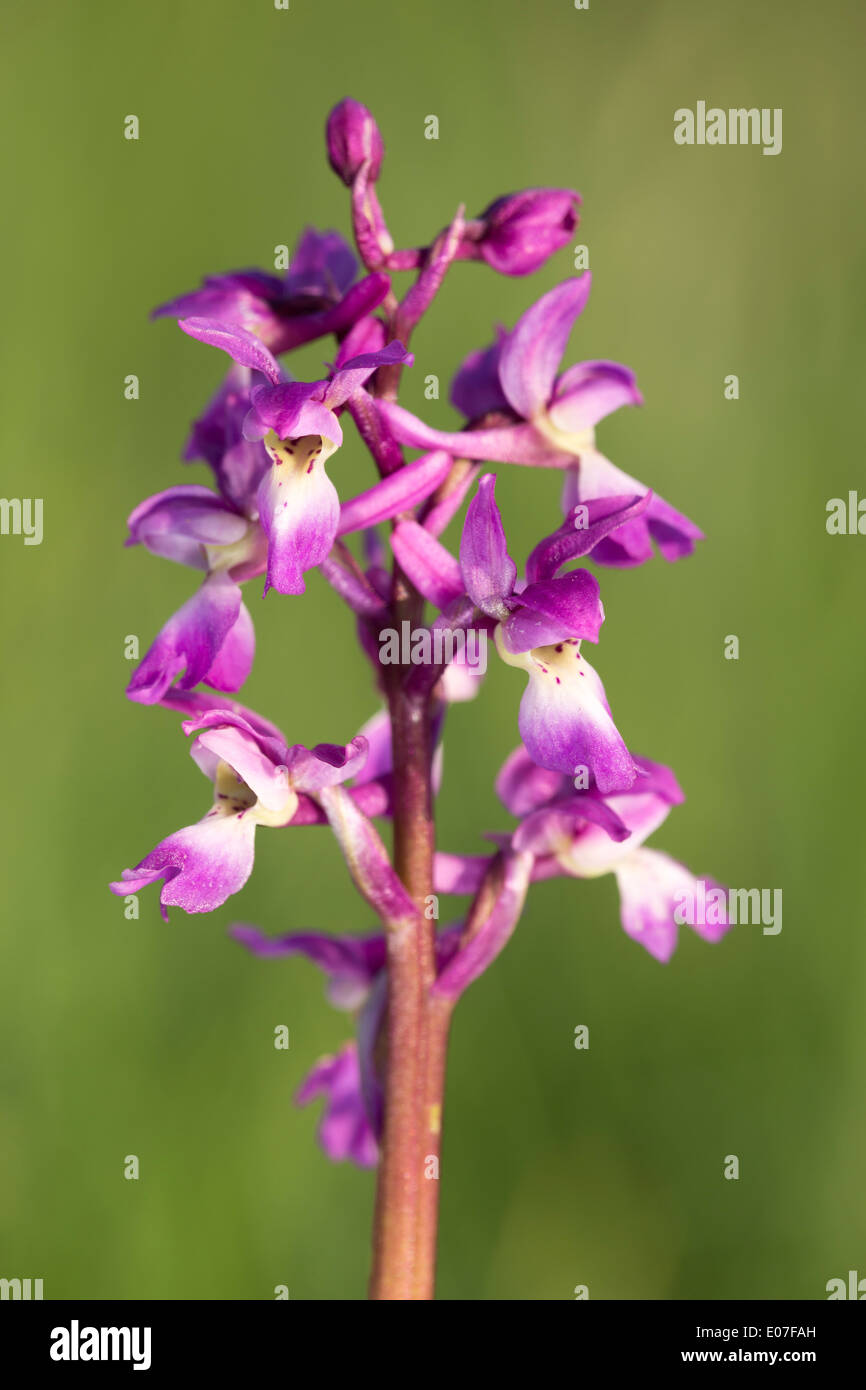 Early purple orchid Orchis mascula, flowering, Noar Hill, Hampshire in May. Stock Photo