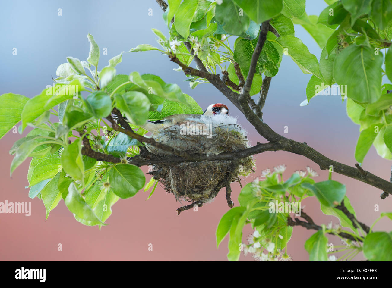 European goldfinch eggs hi-res stock photography and images - Alamy