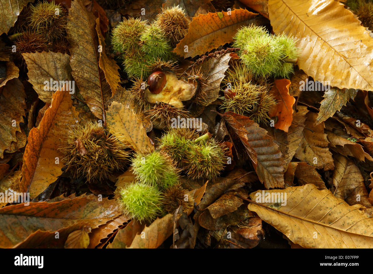 Sweet chestnut Castanea sativa, leaves and seed cases, Brownsea Island, Dorset, UK in October. Stock Photo