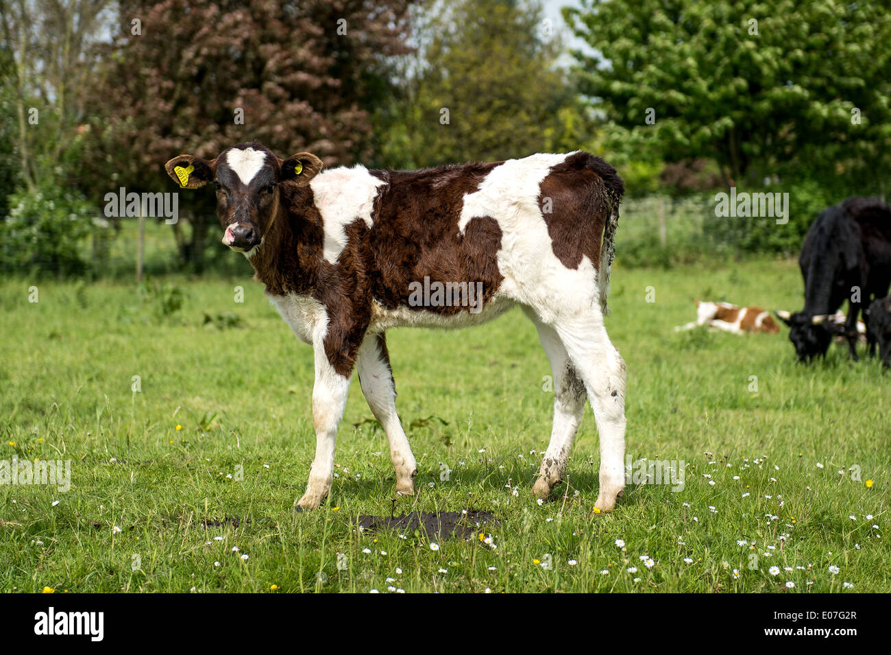 Lone calf Stock Photo