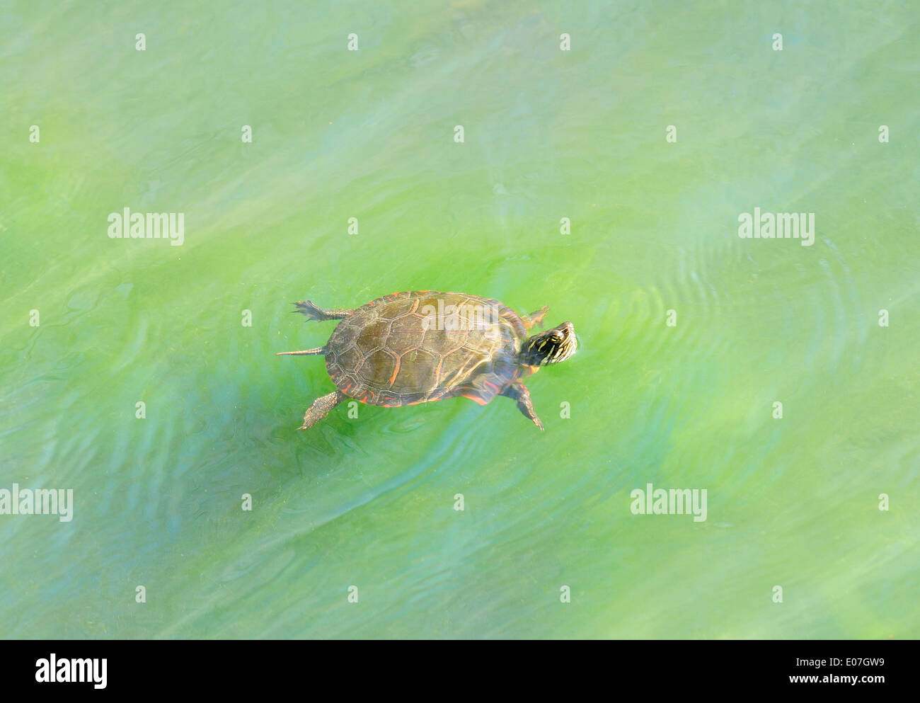 Painted turtle floating on surface of canal Stock Photo - Alamy