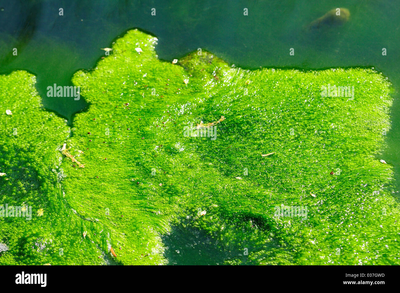 River algae floating during bloom Stock Photo Alamy