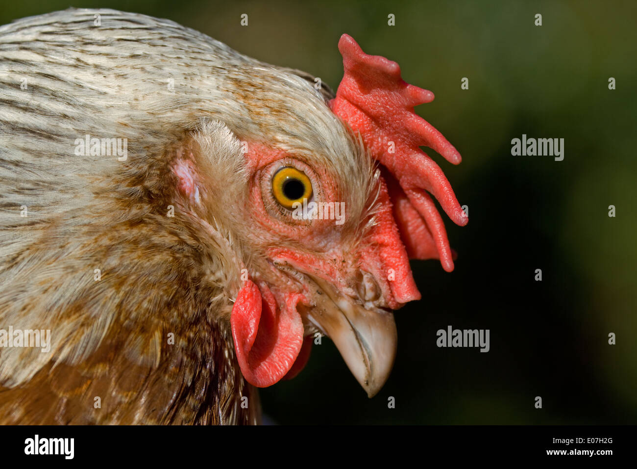 Silver Grey Dorking. closeup of head Stock Photo Alamy