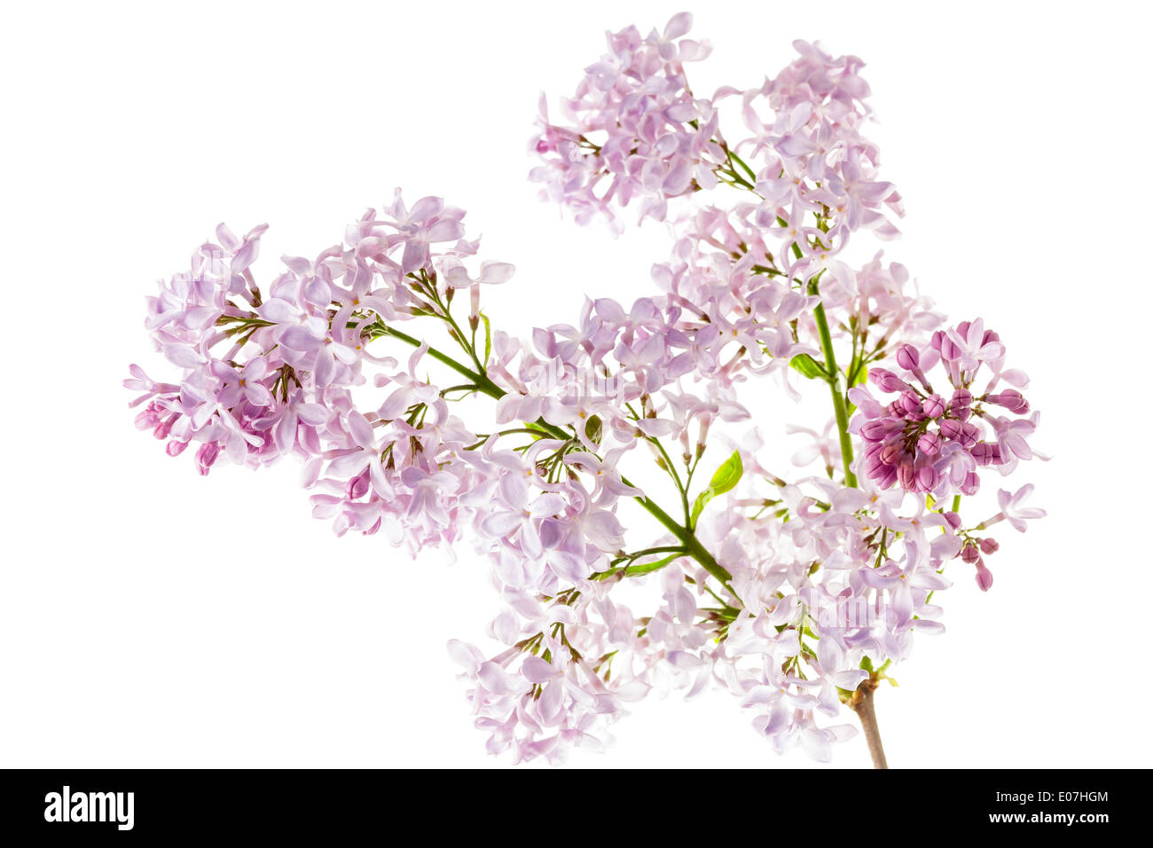 Common Lilac, Syringa vulgaris Stock Photo