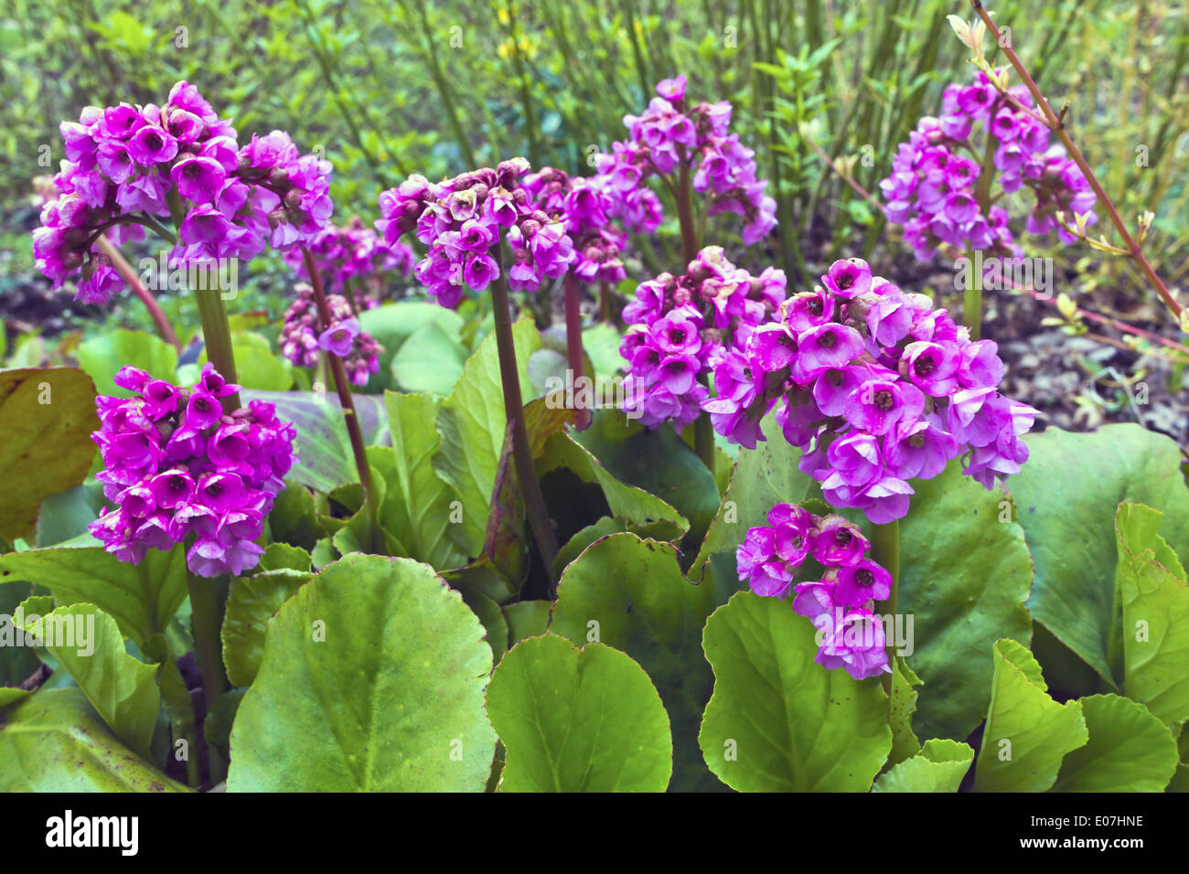 Purple springtime garden flowers Bergenia cordifolia. Stock Photo