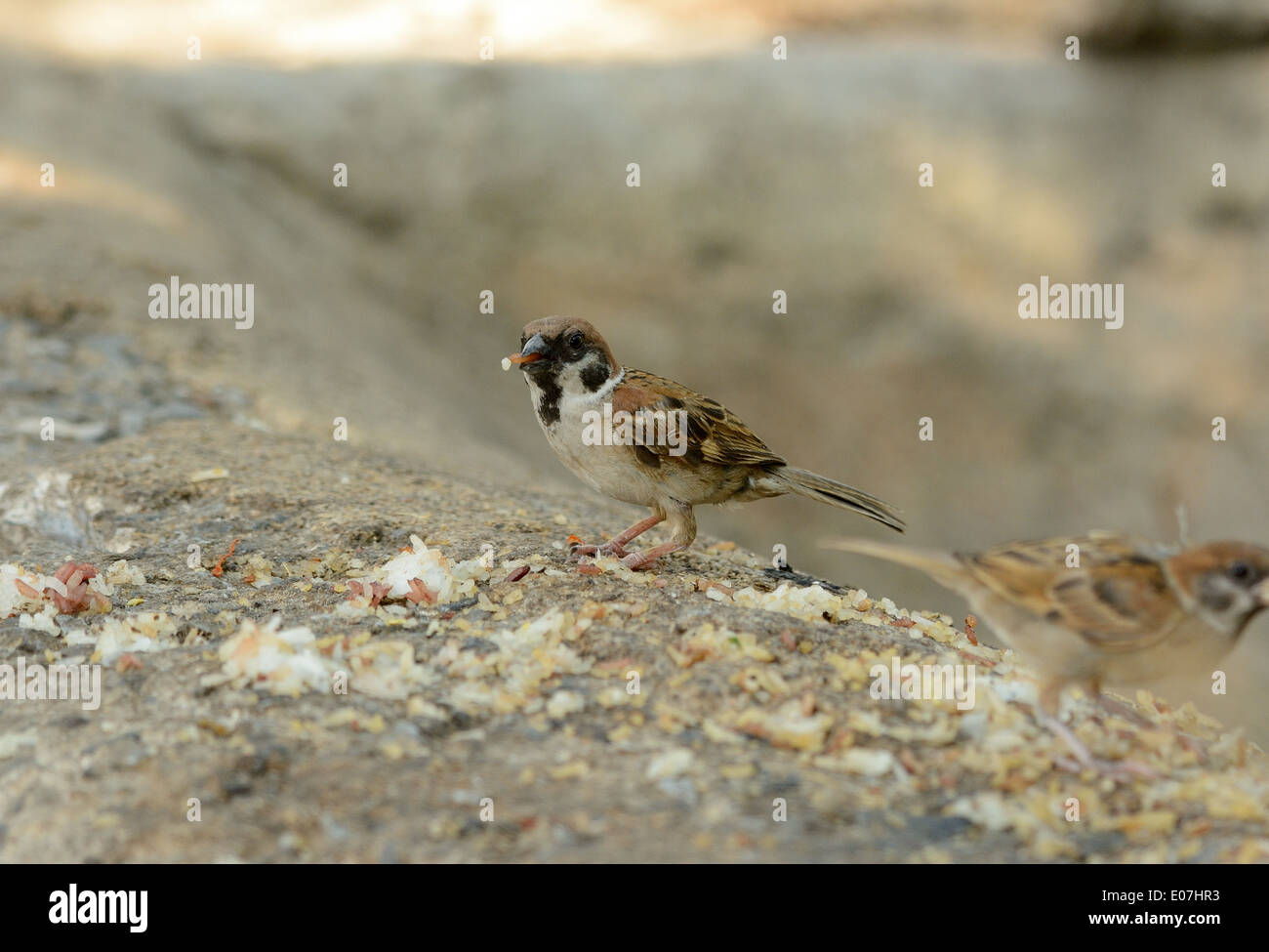 beautiful Eurasian Tree-Sparrow (Passer montanus) on the ground Stock Photo