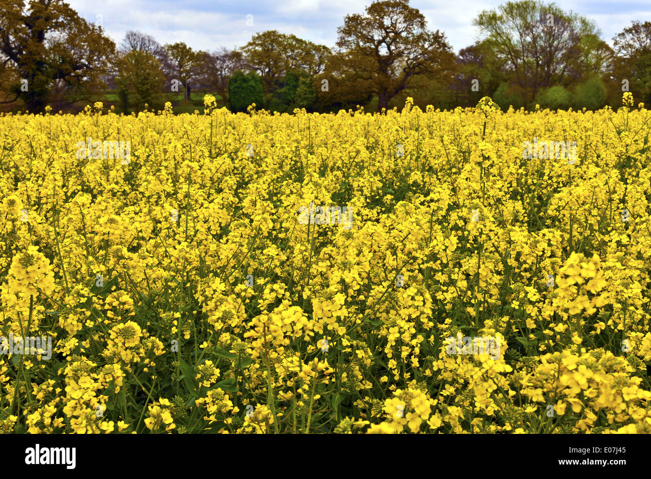 Brassica rapa seed hires stock photography and images Alamy