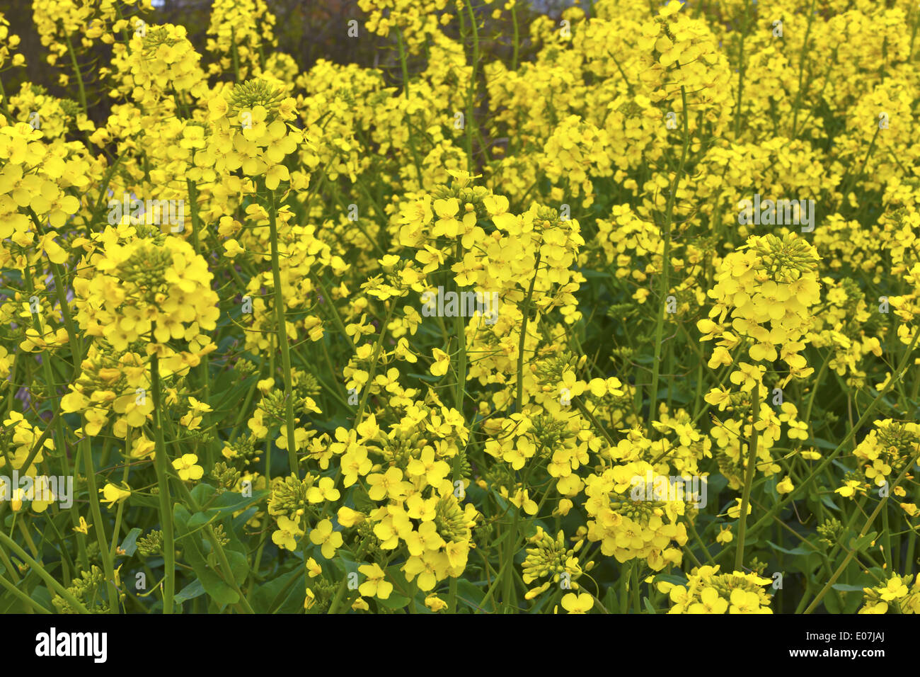 Closeup of Rapeseed Brassica juncea in a field. Stock Photo