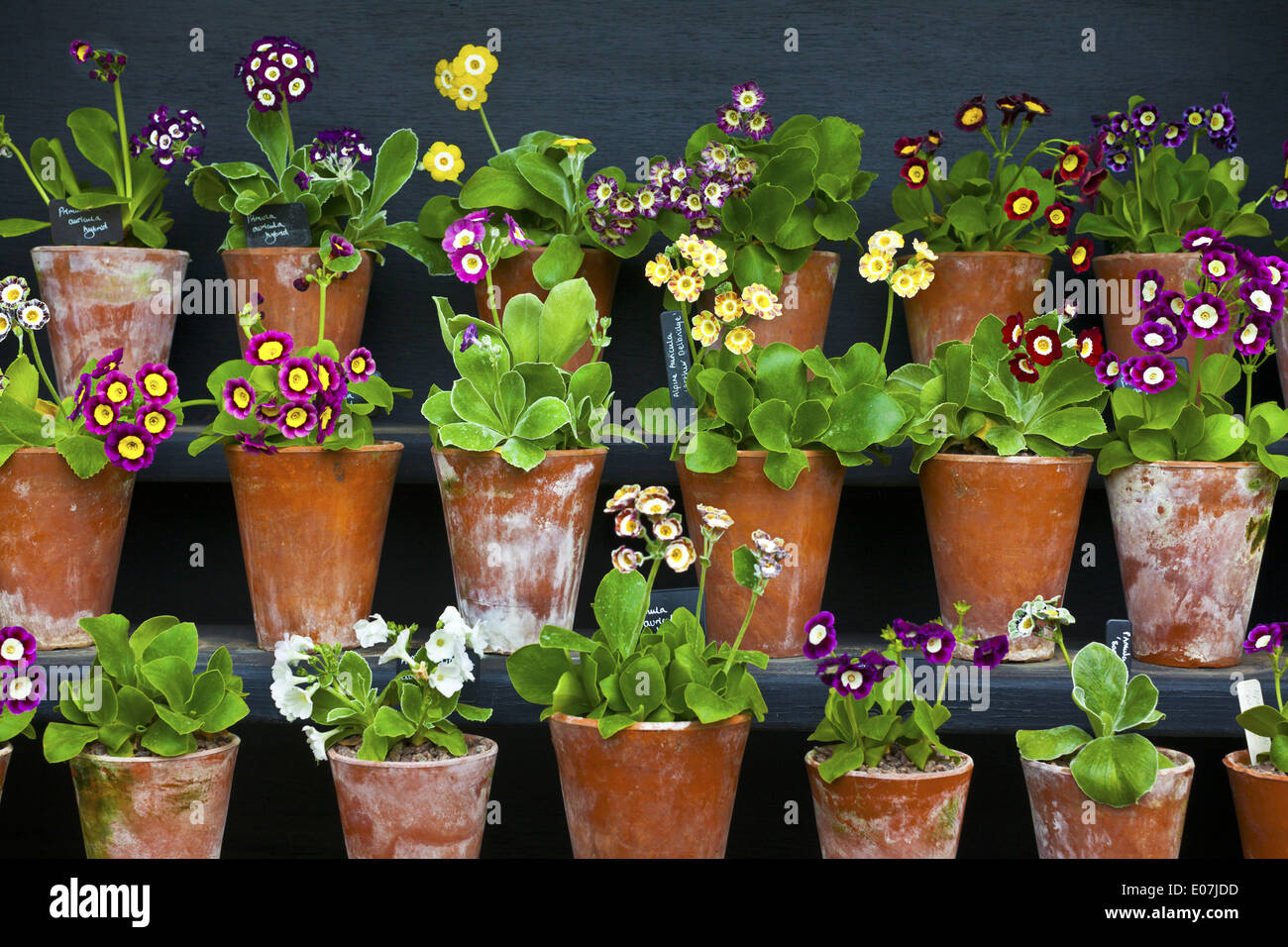 Rows of Primula Auricula Primulaceae plants in a terracotta pots. Stock Photo