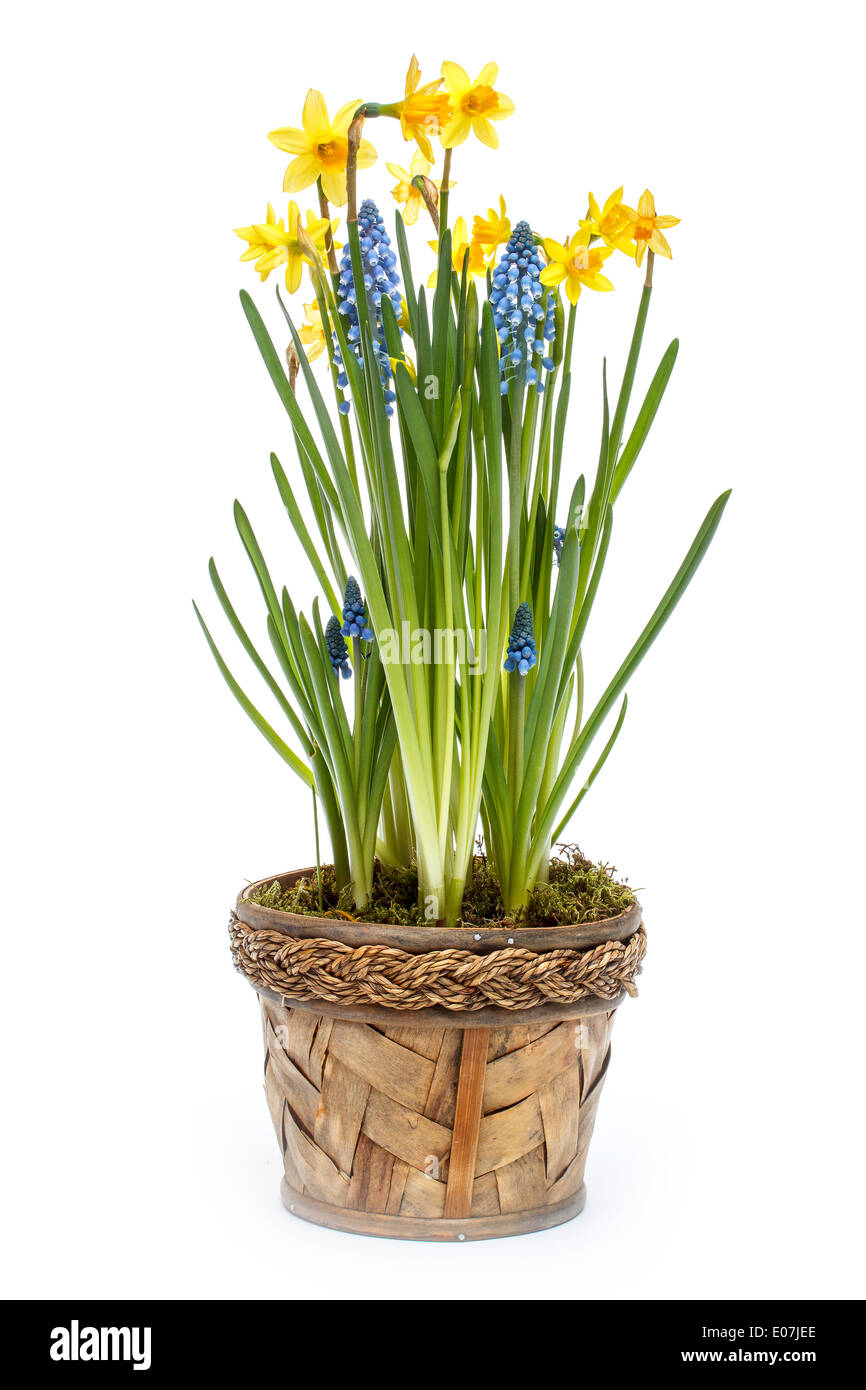 Beautiful spring narcissus flowers whit blue bells in pot Stock Photo