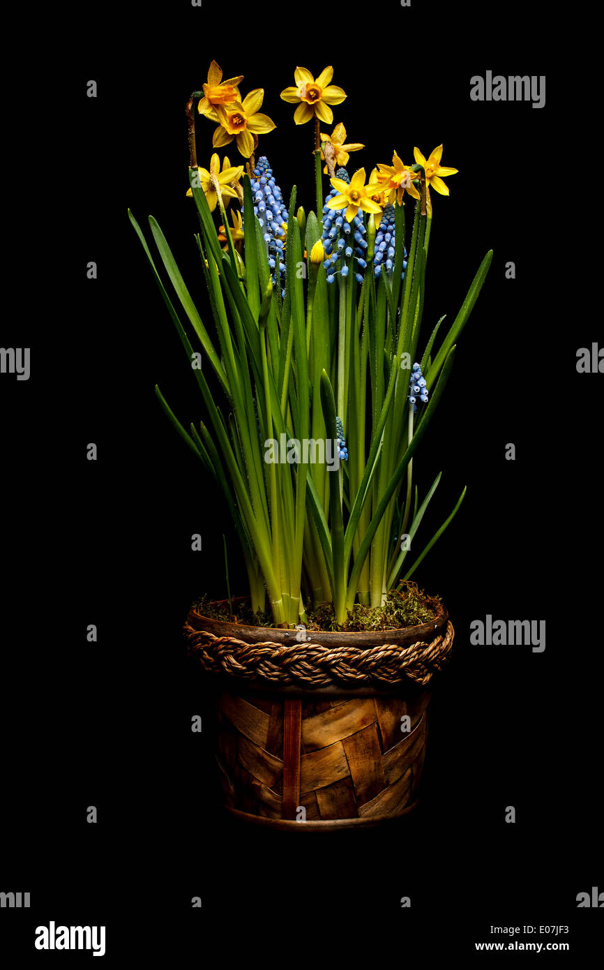 Spring flowers in pot Stock Photo