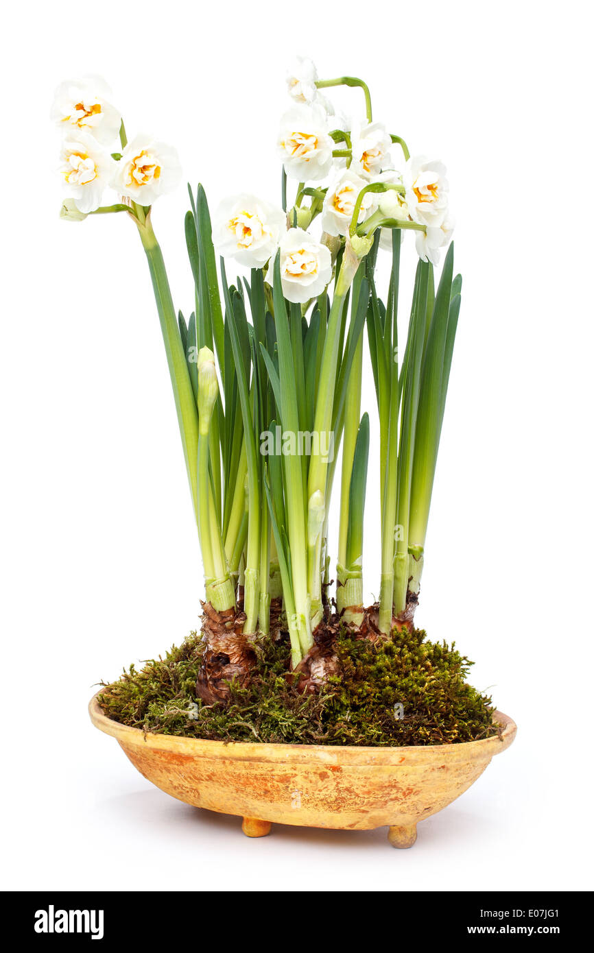 Flowers in pot Stock Photo Alamy