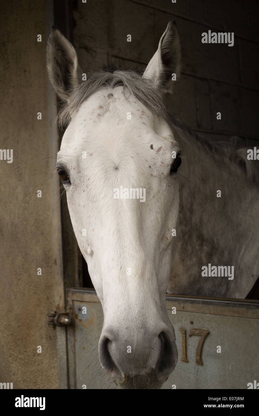 Racehorse looking over stable door Stock Photo