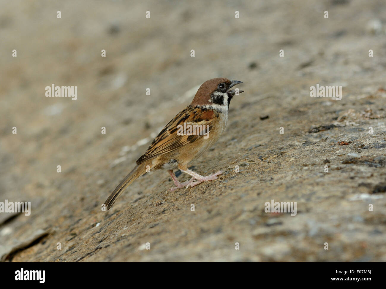 beautiful Eurasian Tree-Sparrow (Passer montanus) on the ground Stock Photo