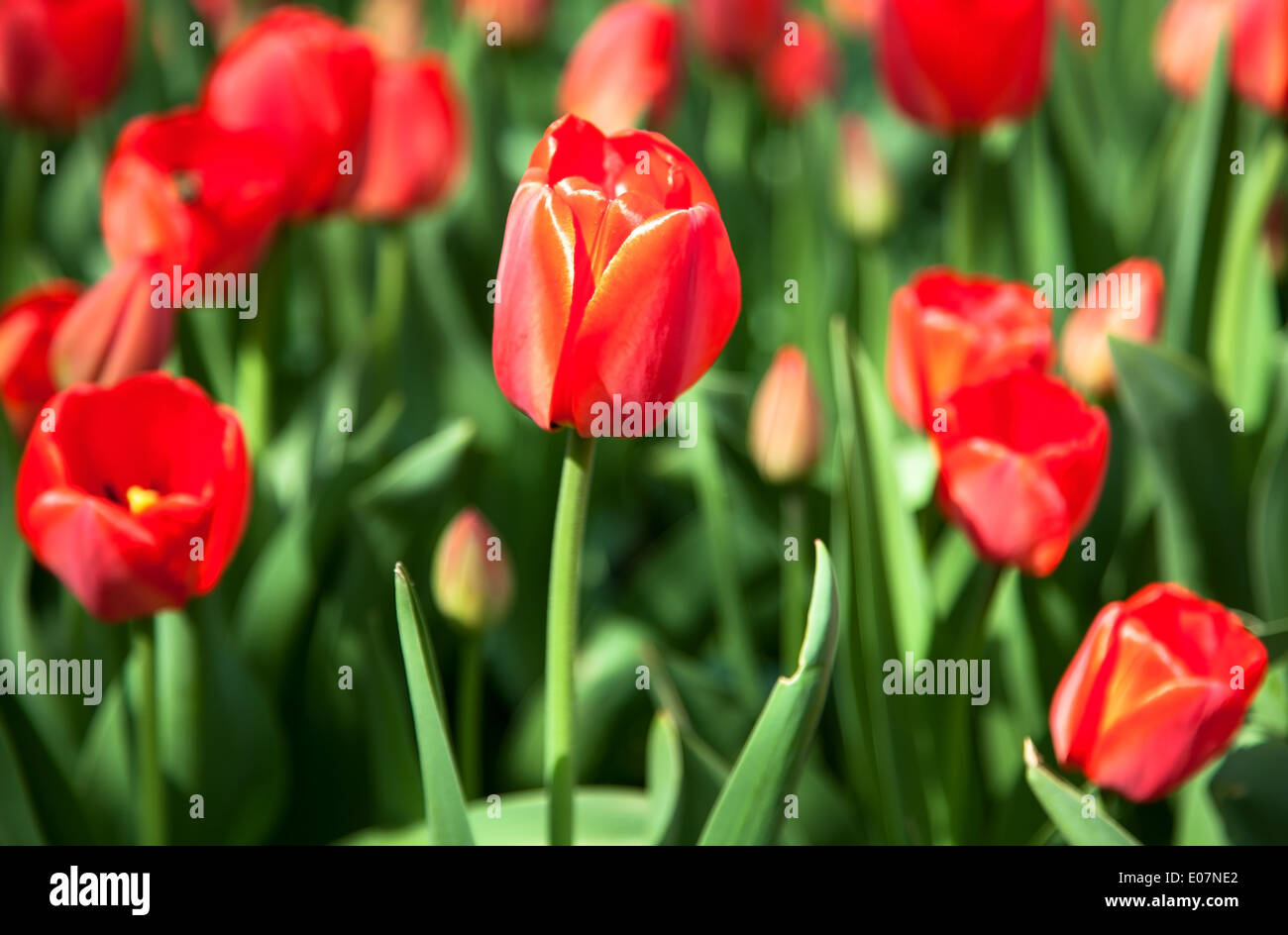 First red spring tulips Stock Photo