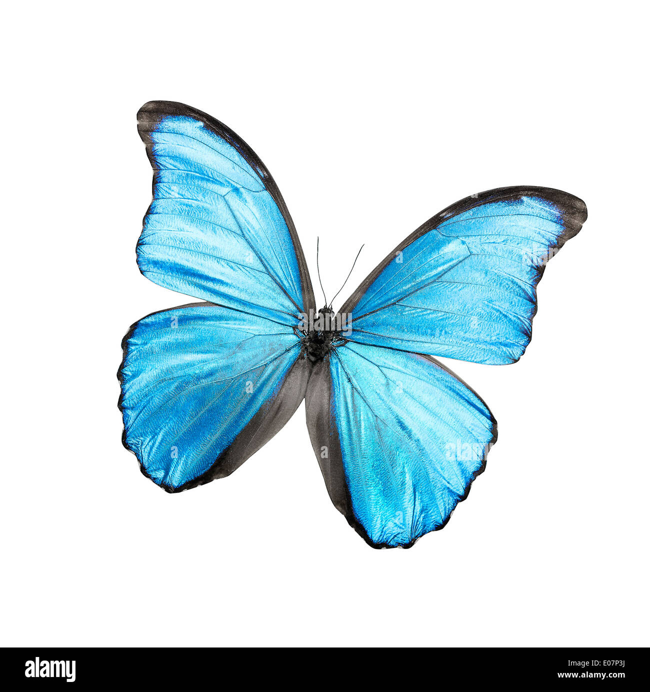 Blue butterfly isolated on a white background Stock Photo