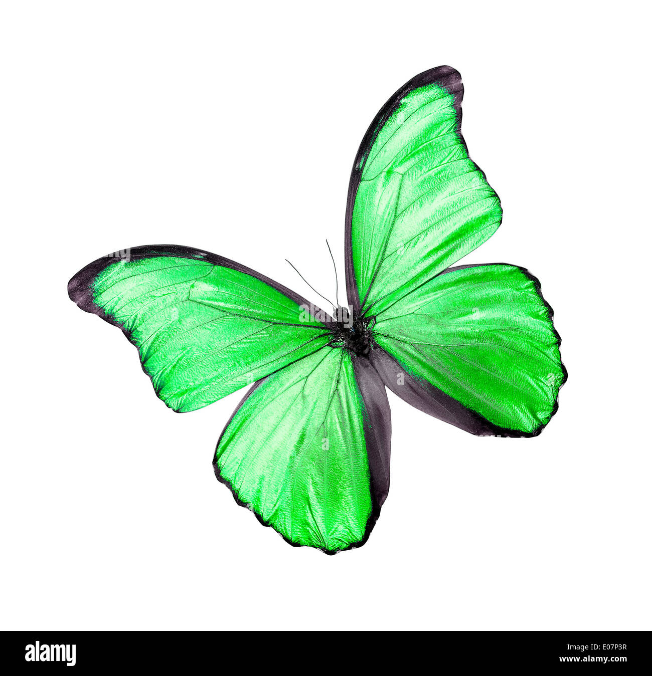 Green butterfly isolated on a white background Stock Photo