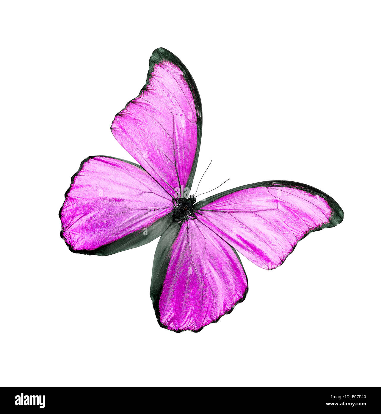 Pink butterfly isolated on a white background Stock Photo