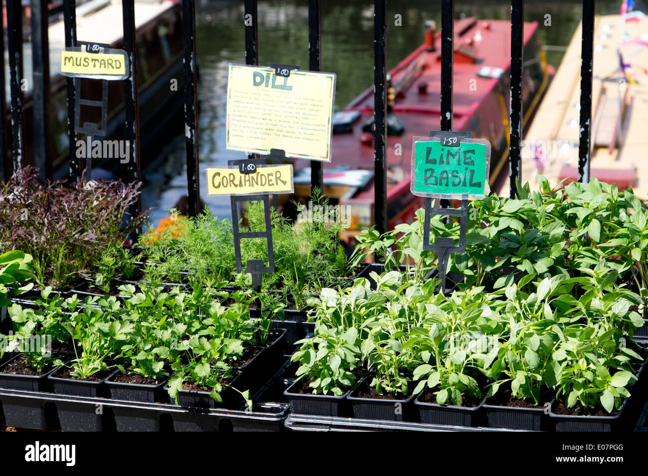 Herbs for sale at the Canalway Cavalcade waterway festival, Little Venice, London, UK Stock