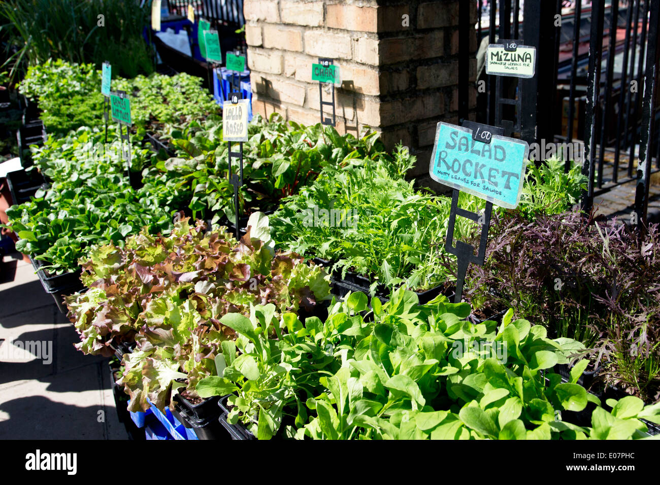 Herbs for sale at the Canalway Cavalcade waterway festival, Little Venice, London, UK Stock